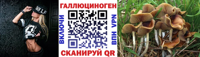дарнет шоп  Углич  Псилоцибиновые грибы Psilocybe 